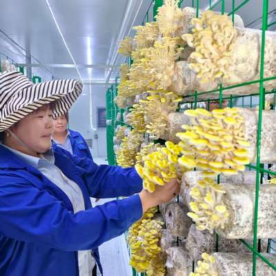 Έξυπνο Δοχείο Καλλιέργειας Μανιταριών Καινοτόμος Σχεδιασμός