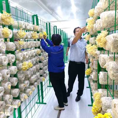 Έξυπνο Δοχείο Καλλιέργειας Μανιταριών Καινοτόμος Σχεδιασμός