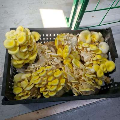 Δοχείο Καλλιέργειας Μανιταριών Υψηλής Απόδοσης