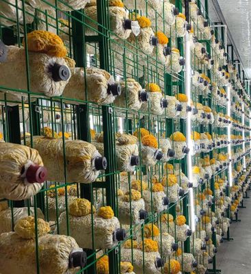 5000-Bag Mushroom Container Farm with Climate Control